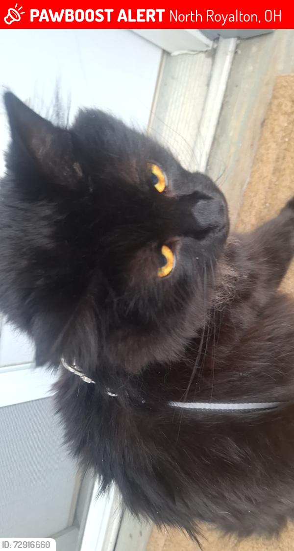 Lost Male Cat last seen N akins, S gateway, North Royalton, OH 44133