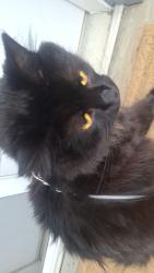Lost Male Cat last seen N akins, S gateway, North Royalton, OH 44133