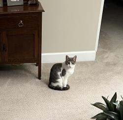 Lost Female Cat last seen Laurel  Canyon Parkway , Bonneset Court, Soleil @ Laurel Canyon, Canton, GA 30114