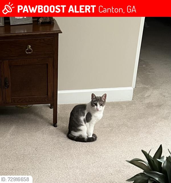 Lost Female Cat last seen Laurel  Canyon Parkway , Bonneset Court, Soleil @ Laurel Canyon, Canton, GA 30114