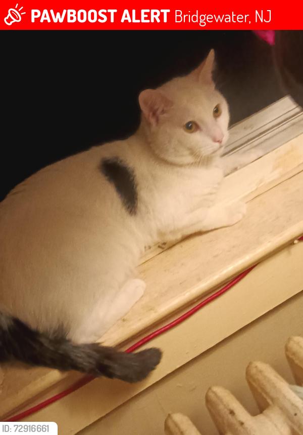Lost Male Cat last seen  Foothill Rd Bridgewater Nj, Bridgewater, NJ 08807