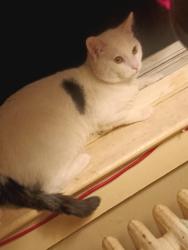 Lost Male Cat last seen  Foothill Rd Bridgewater Nj, Bridgewater, NJ 08807