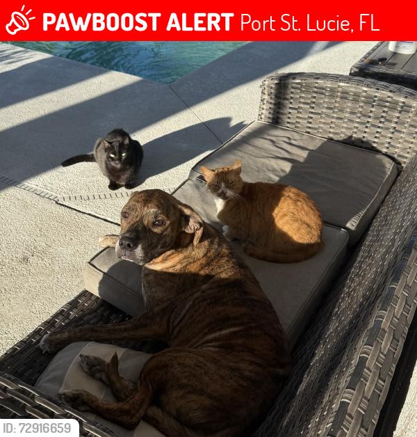 Lost Male Cat last seen Parker ave and gatlun, Port St. Lucie, FL 34953