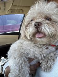 Reunited Male Dog last seen Tennessee Trail, Arlington, TX 76017