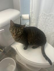 Reunited Female Cat last seen Addison drive, Viera West, FL 32940