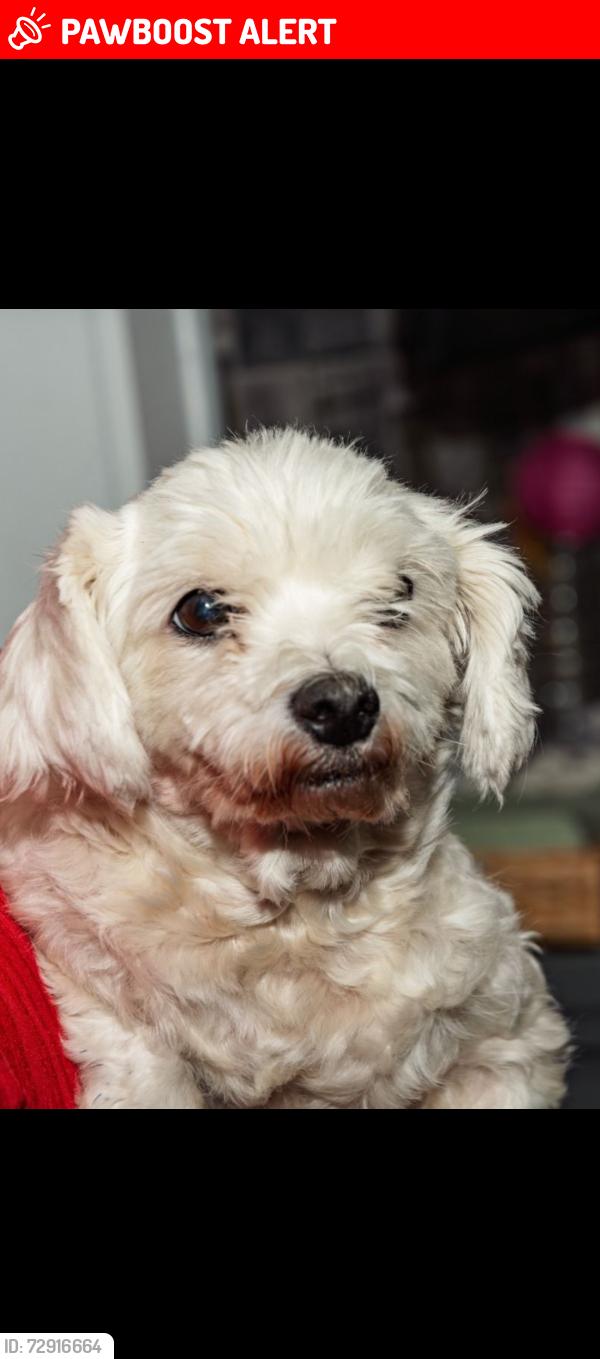 Lost Female Dog last seen Summer road, Erdington, England B23 6XA