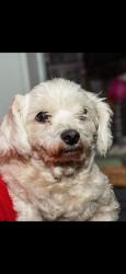 Lost Female Dog last seen Summer road, Erdington, England B23 6XA