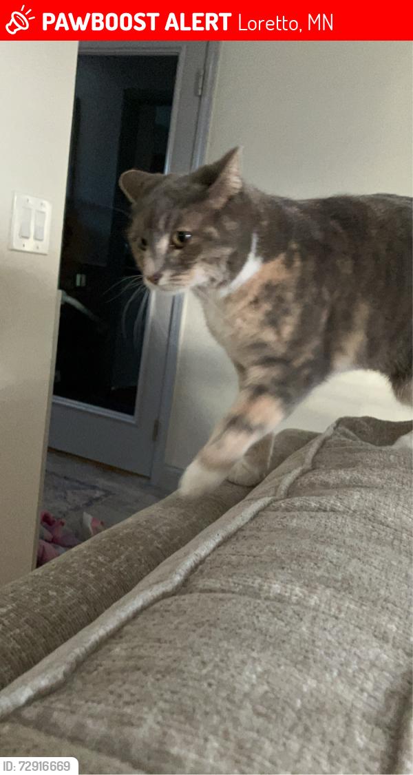 Lost Female Cat last seen Loretto , Loretto, MN 55357