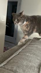 Lost Female Cat last seen Loretto , Loretto, MN 55357