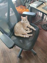 Lost Female Cat last seen Oak Cir and W 100th Drive, Westminster, CO 80021