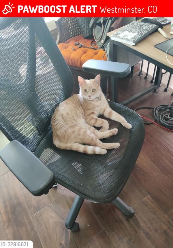 Lost Female Cat last seen Oak Cir and W 100th Drive, Westminster, CO 80021