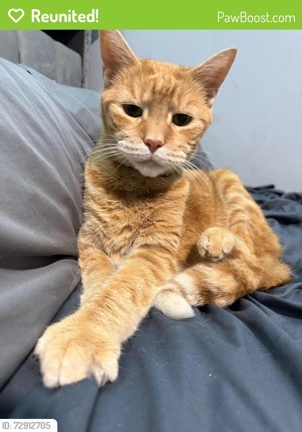 Reunited Male Cat last seen Pear st, Reading, PA 19601