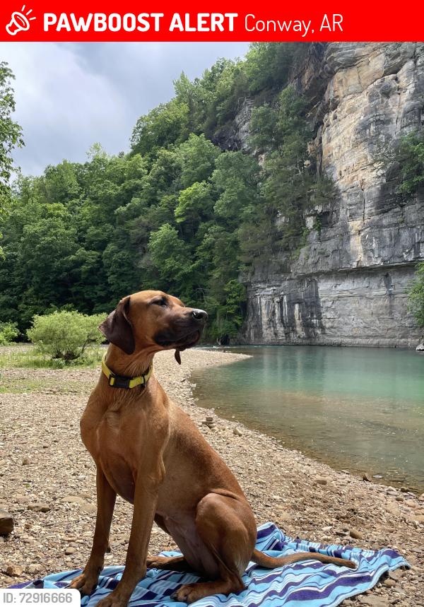 Lost Female Dog last seen Home on Mitchel st. , Conway, AR 72034