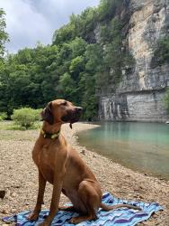 Lost Female Dog last seen Home on Mitchel st. , Conway, AR 72034