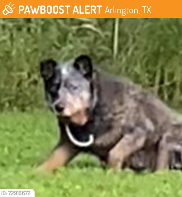 Found/Stray Unknown Dog last seen Silo/sublett, Arlington, TX 76002