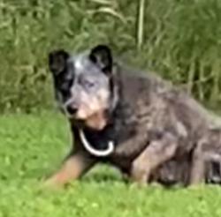 Found/Stray Unknown Dog last seen Silo/sublett, Arlington, TX 76002