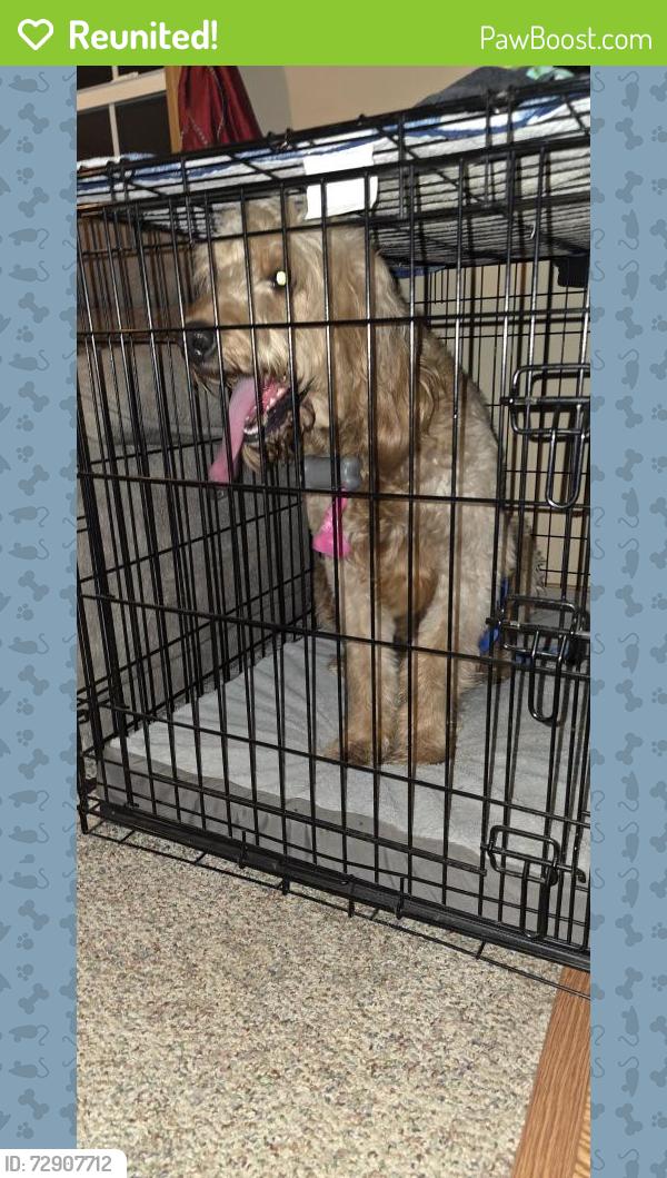 Reunited Male Dog last seen Circle Dr & Oak Orchard Rd, Millsboro, DE 19966