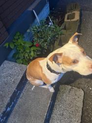 Found/Stray Male Dog last seen 18th street and N Tibbs Ave, Indianapolis, IN 46222