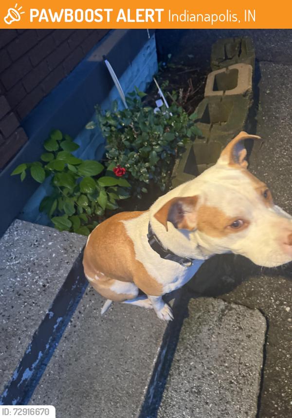 Found/Stray Male Dog last seen 18th street and N Tibbs Ave, Indianapolis, IN 46222