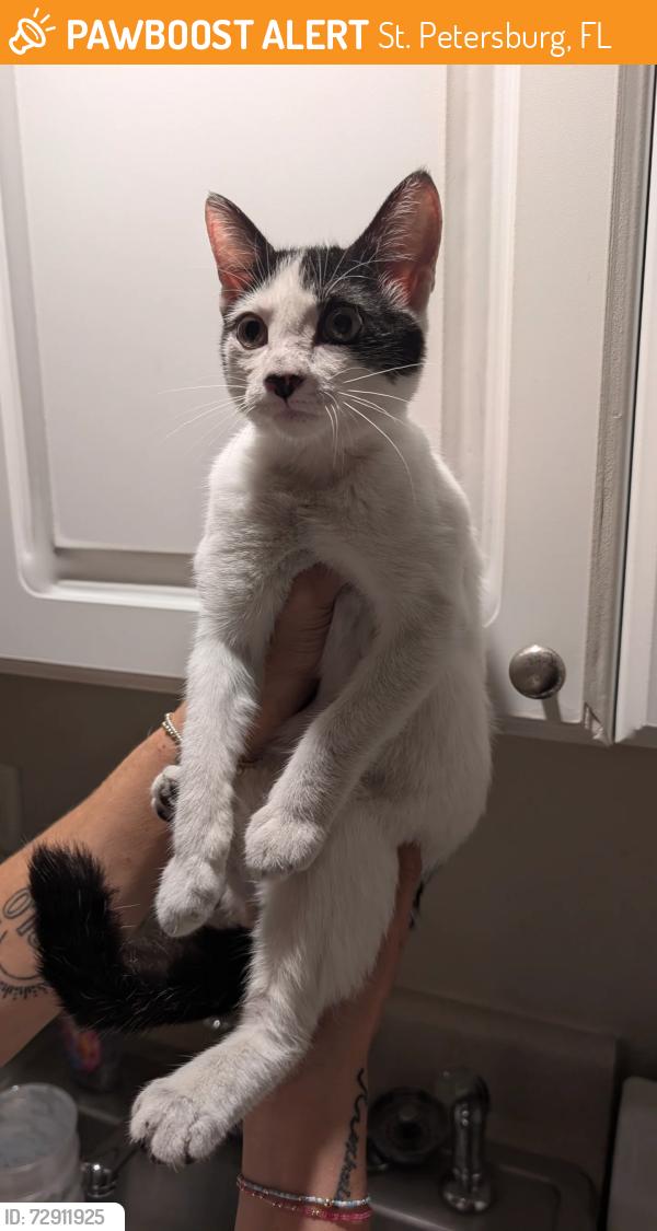 Found/Stray Female Cat last seen 3rd St. & 4th Ave. N. St. Pete , St. Petersburg, FL 33701