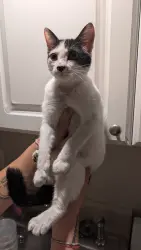 Found/Stray Female Cat last seen 3rd St. & 4th Ave. N. St. Pete , St. Petersburg, FL 33701