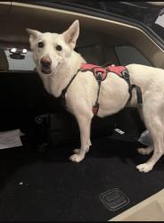Reunited Female Dog last seen Meadowmere Park, Grandview, MO 64030