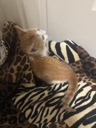 Found/Stray Unknown Cat last seen Woodstream, Frisco, TX 75034