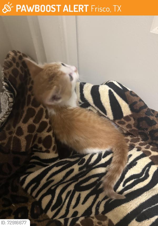 Found/Stray Unknown Cat last seen Woodstream, Frisco, TX 75034