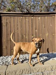 Reunited Female Dog last seen Near Wilderness Trl, Flowery Branch, GA 30542, USA, Flowery Branch, GA 30542