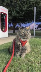 Reunited Female Cat last seen Near Freedom Ave, Pueblo, CO 81003, USA, Pueblo, CO 81003