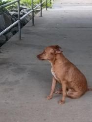 Found/Stray Female Dog last seen Washington and Keg Creek, Appling, GA 30802