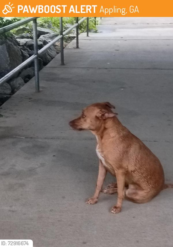 Found/Stray Female Dog last seen Washington and Keg Creek, Appling, GA 30802