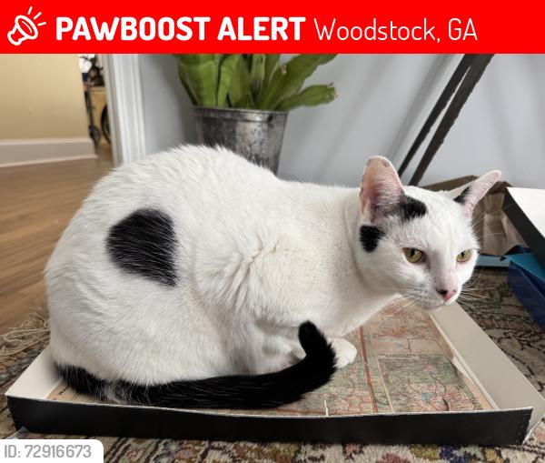 Lost Female Cat last seen Near Old Hickory Road, Woodstock, Ga, Woodstock, GA 30188