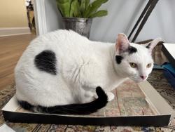 Lost Female Cat last seen Near Old Hickory Road, Woodstock, Ga, Woodstock, GA 30188