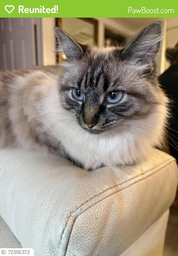 Reunited Female Cat last seen Near sepulveda blvd, Los Angeles, CA 91343