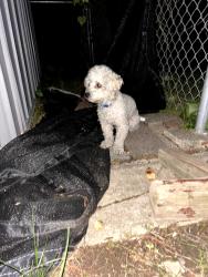 Reunited Male Dog last seen Bristol twp police station , Bristol, PA 19007