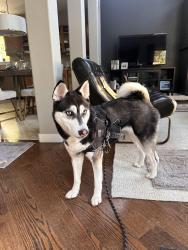Found/Stray Female Dog last seen Near Gaylord St and E. 144th Way, Thornton, CO 80602