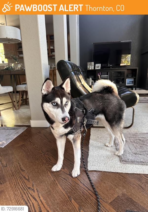 Found/Stray Female Dog last seen Near Gaylord St and E. 144th Way, Thornton, CO 80602