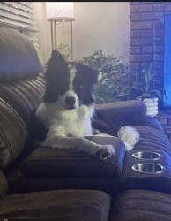 Reunited Male Dog last seen Meadowmere Park, Grandview, MO 64030