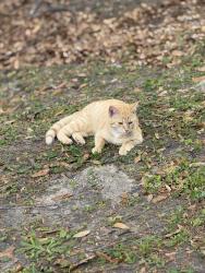 Lost Male Cat last seen Castle ests , Castle Hayne, NC 28429