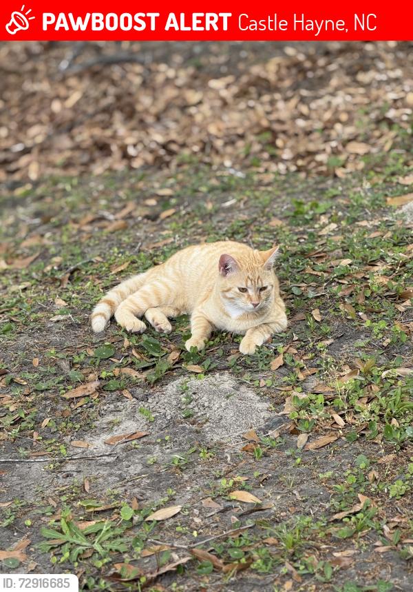 Lost Male Cat last seen Castle ests , Castle Hayne, NC 28429