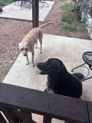 Reunited Female Dog last seen Wildcat rd, Aubrey, TX 76227
