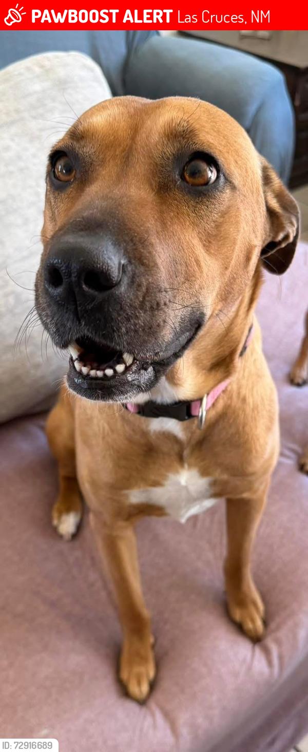 Lost Female Dog last seen Stanford and University , Las Cruces, NM 88005