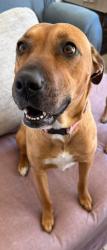 Lost Female Dog last seen Stanford and University , Las Cruces, NM 88005