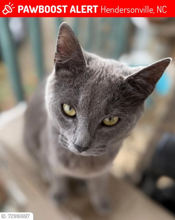 Lost Female Cat last seen Last seen in the parking lot at Tractor Supply in Hendersonville, NC, Hendersonville, NC 28792