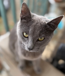 Lost Female Cat last seen Last seen in the parking lot at Tractor Supply in Hendersonville, NC, Hendersonville, NC 28792