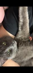 Reunited Male Cat last seen Pilot Cove Ct, Lowesville, NC 28037, USA, Lowesville, NC 28037