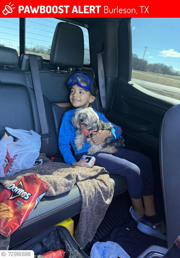 Lost Female Dog last seen Rendon rd , Burleson, TX 76028