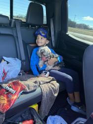 Lost Female Dog last seen Rendon rd , Burleson, TX 76028