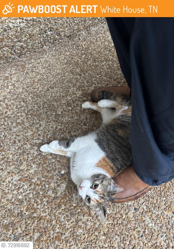 Found/Stray Unknown Cat last seen Tyree Ct and winding way, White House, TN 37188